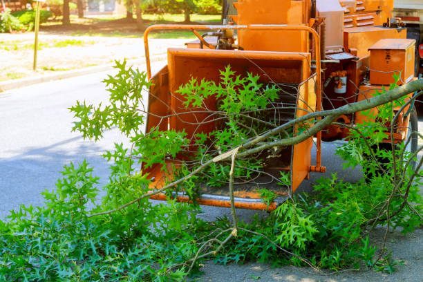 Best Professional Tree Care  in Sudley, VA